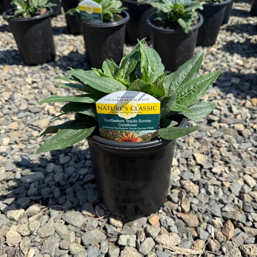 Echinacea SunSeekers® Tequila Sunrise PP34433