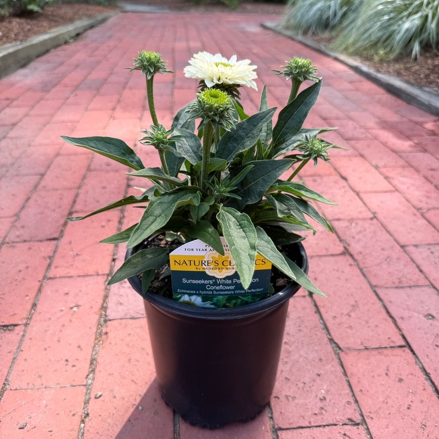 Echinacea SunSeekers® White Perfection