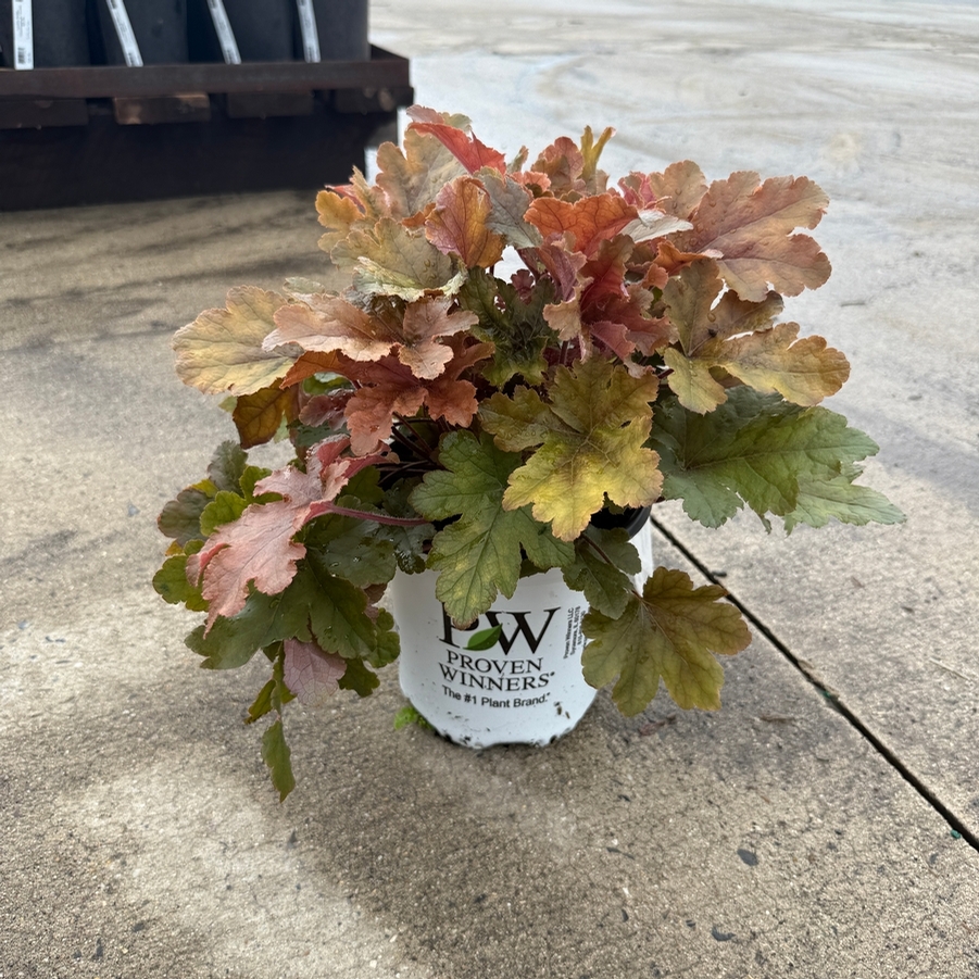 Heucherella Fun and Games® Hopscotch