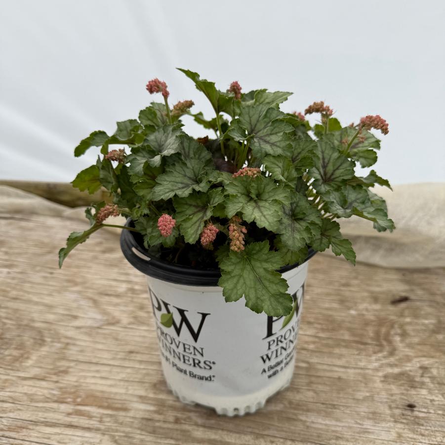 Heucherella Fun and Games® Shadow Tag