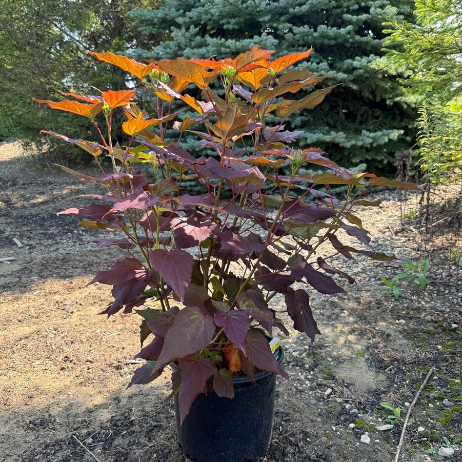 Hibiscus Dark Mystery PP32036