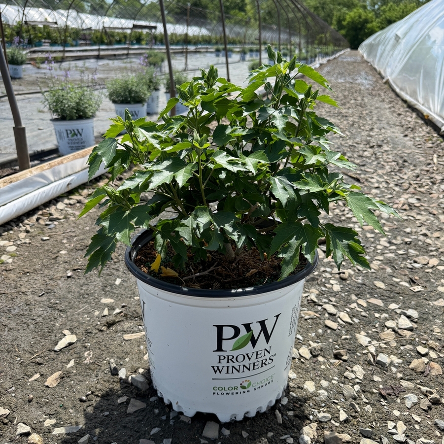 Hibiscus Pollypetite®