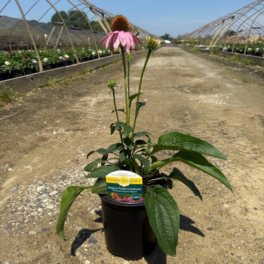 Echinacea purpurea Magnus