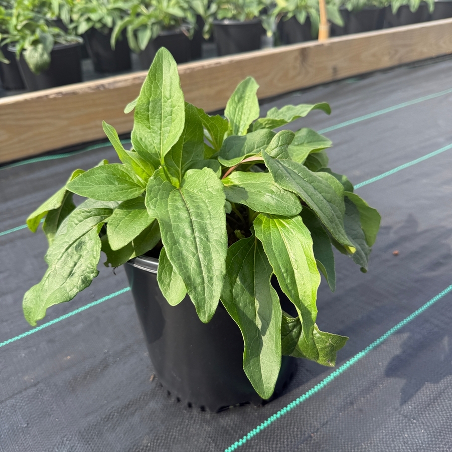 Echinacea purpurea Magnus