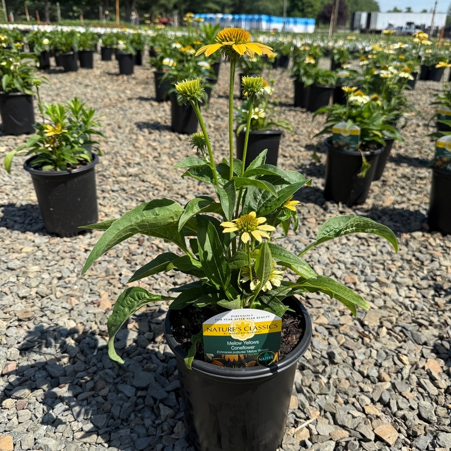 Echinacea purpurea Mellow Yellows
