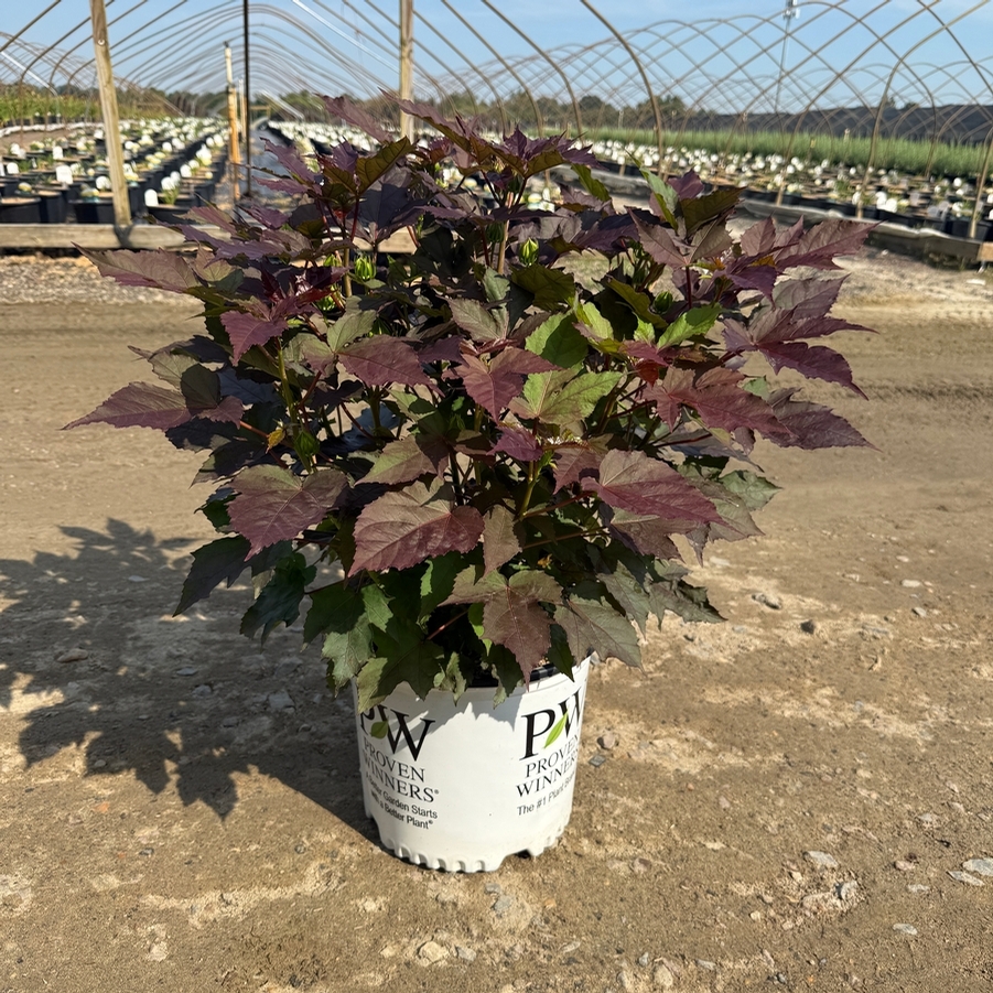 Hibiscus Summerific® Cookies and Cream