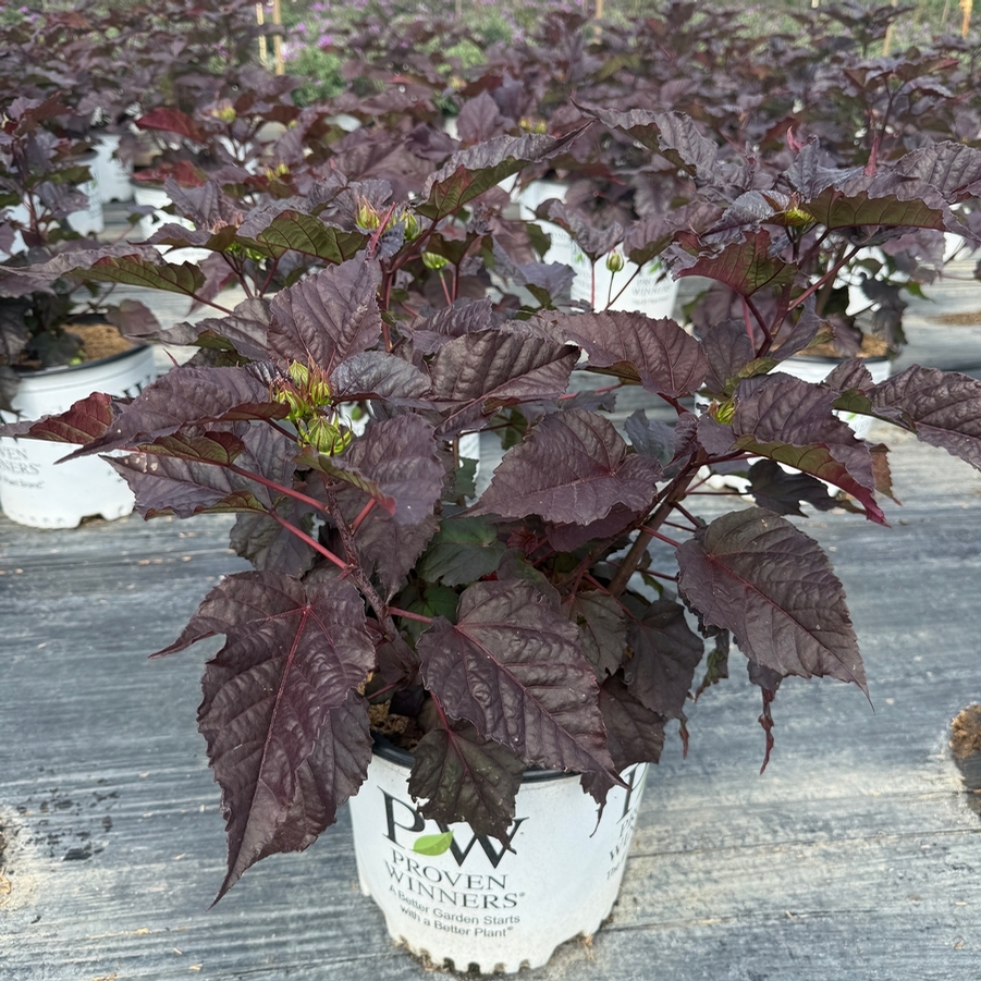 Hibiscus Summerific® Edge of Night