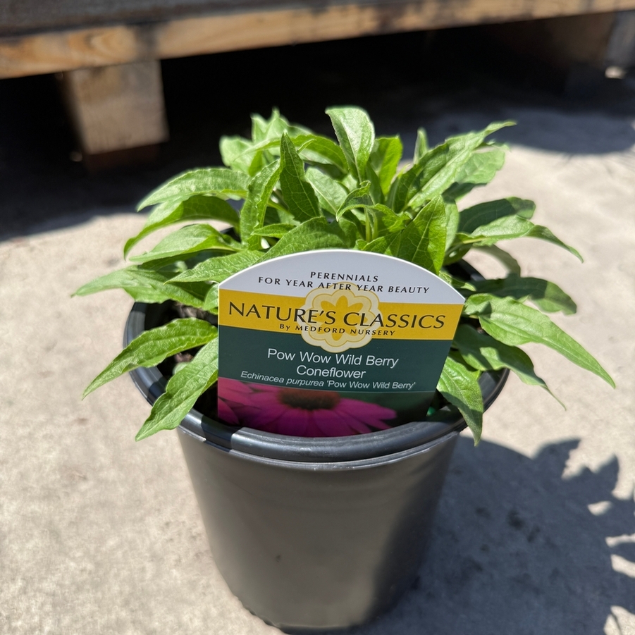 Echinacea purpurea PowWow® Wild Berry