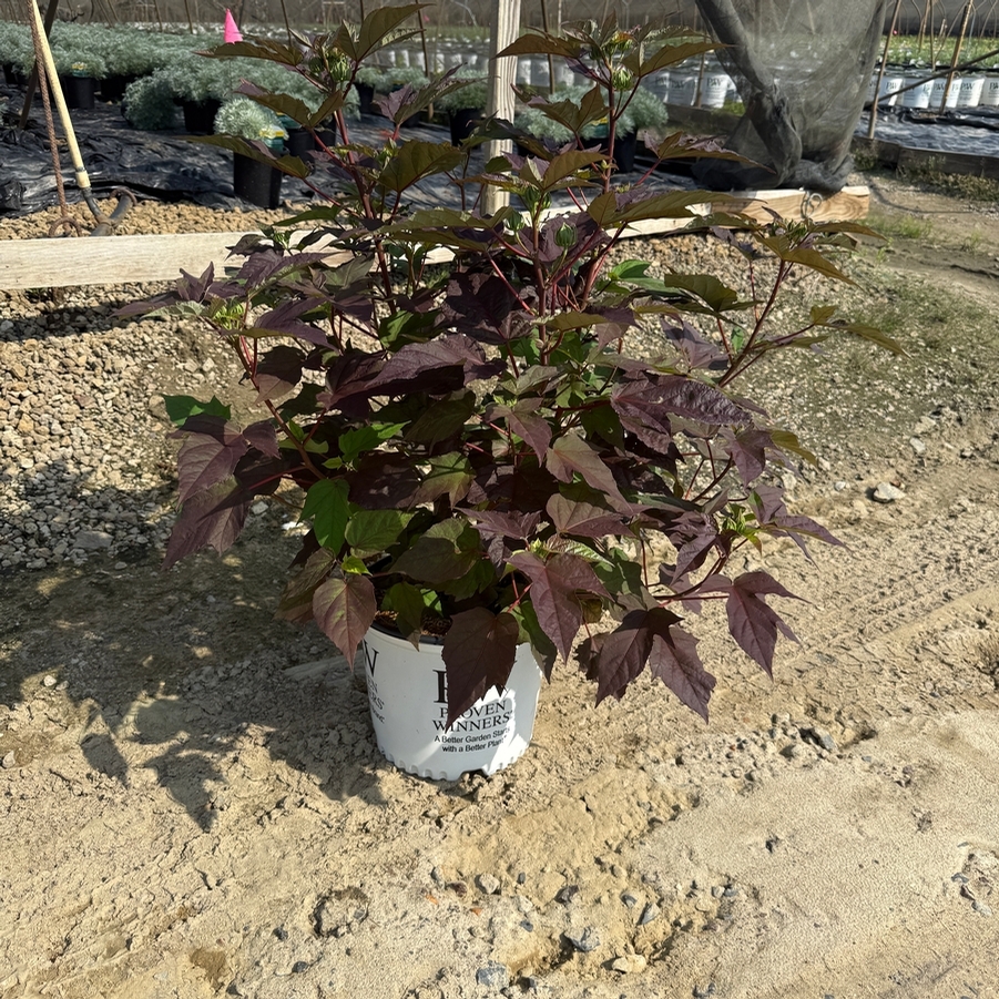 Hibiscus Summerific® Perfect Storm PP27880