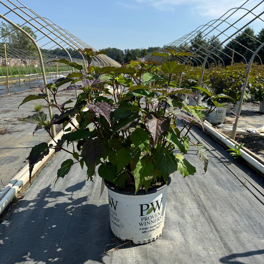 Hibiscus Summerific® Spinderella