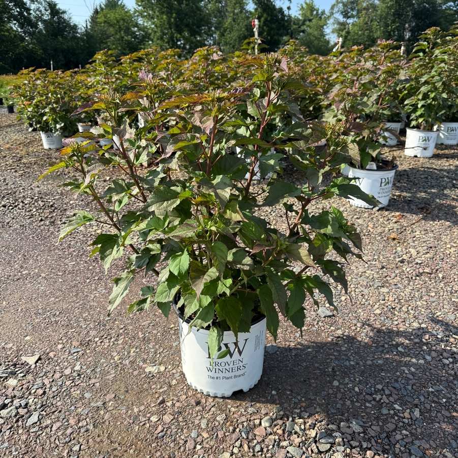 Hibiscus Summerific® Valentine's Crush
