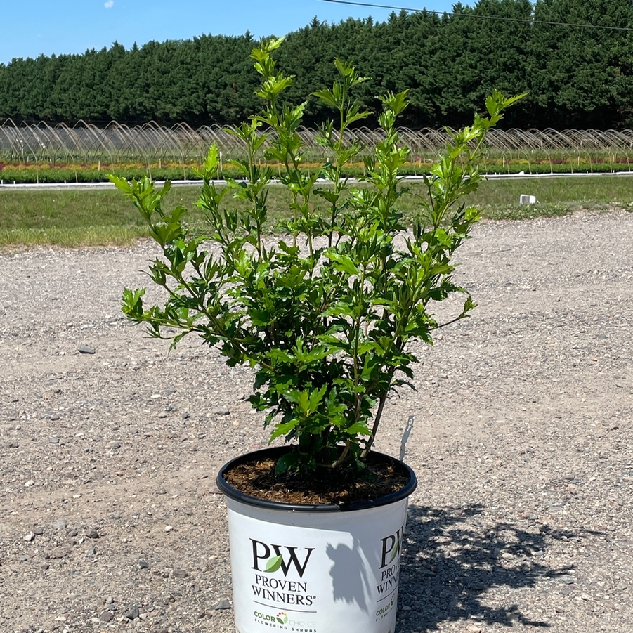 Hibiscus syriacus Azurri Blue Satin® PP20563