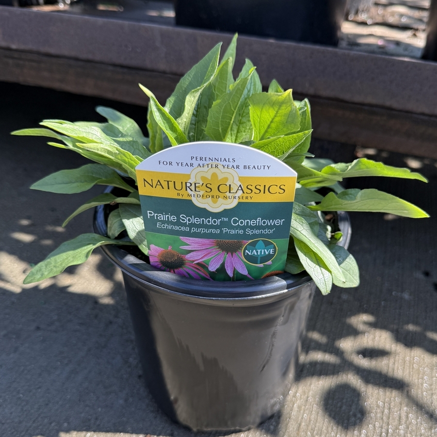Echinacea purpurea Prairie Splendor™