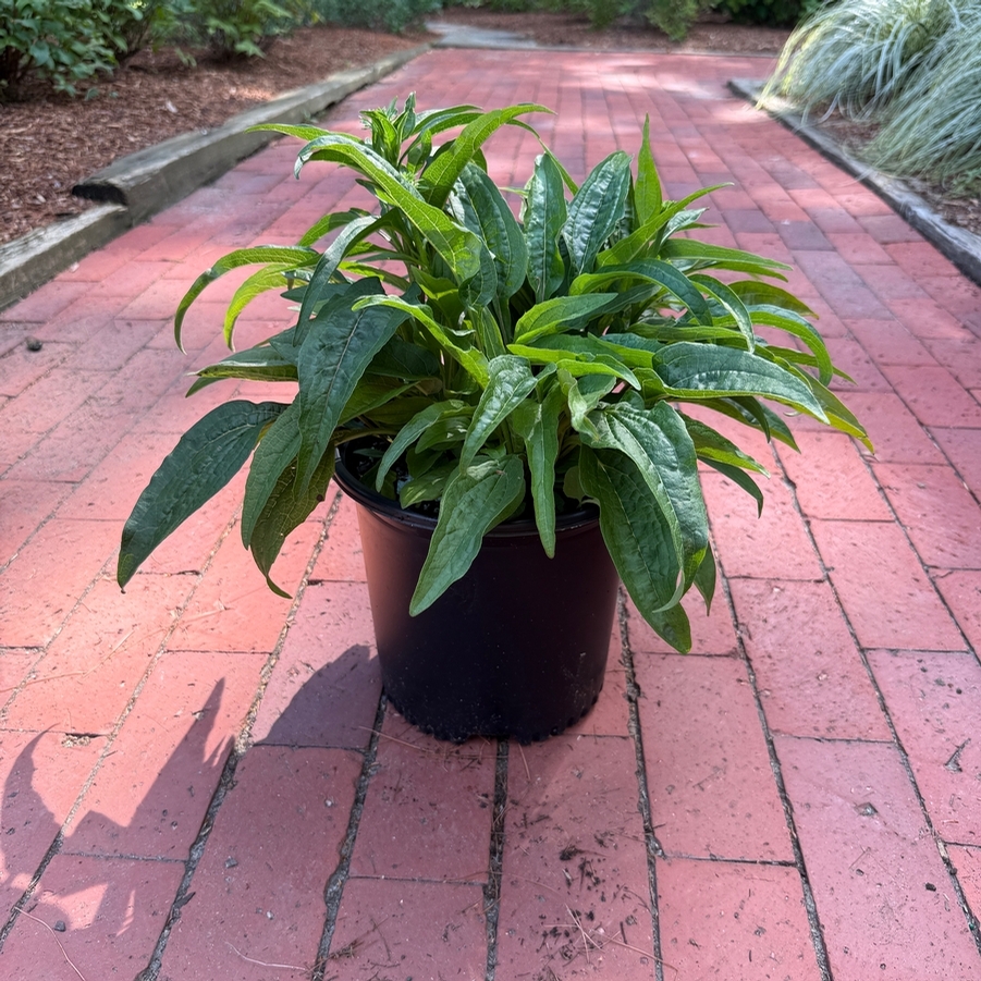 Echinacea x hybrida Cheyenne Spirit