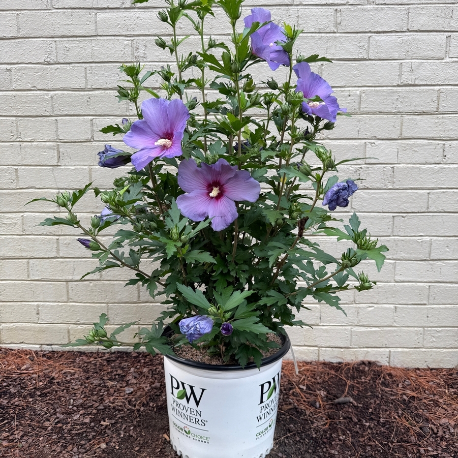 Hibiscus syriacus Paraplu Violet® PP33180