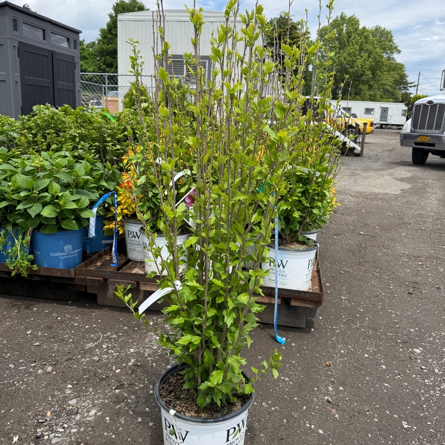 Hibiscus syriacus Purple Pillar® PP25568