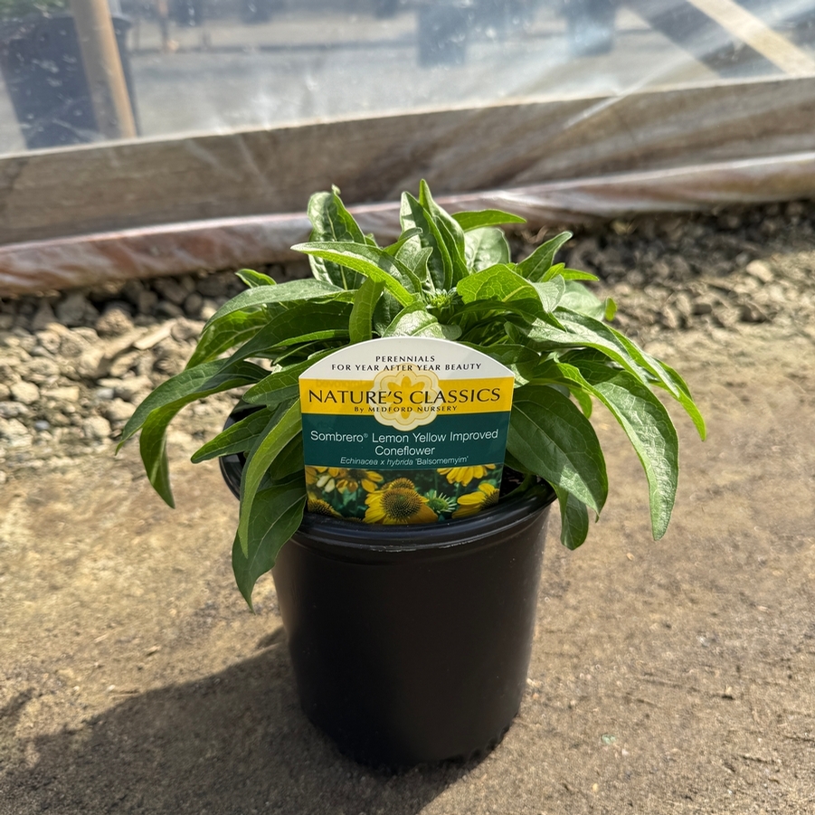 Echinacea x hybrida Sombrero ® Lemon Yellow Improved