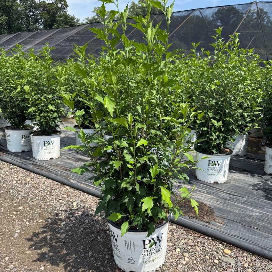 Hibiscus syriacus Red Pillar® PP35332