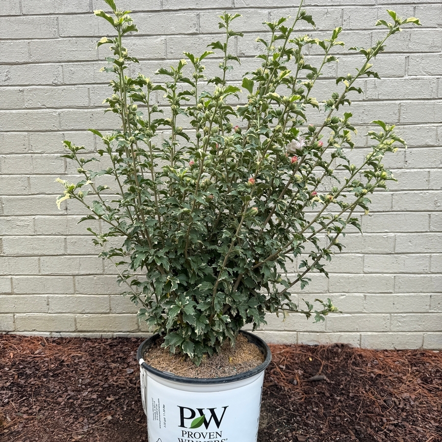 Hibiscus syriacus Sugar Tip® PP20579