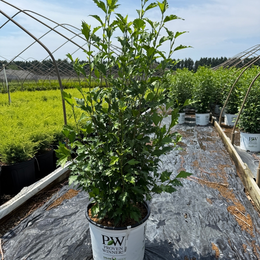 Hibiscus syriacus White Pillar® PP28892