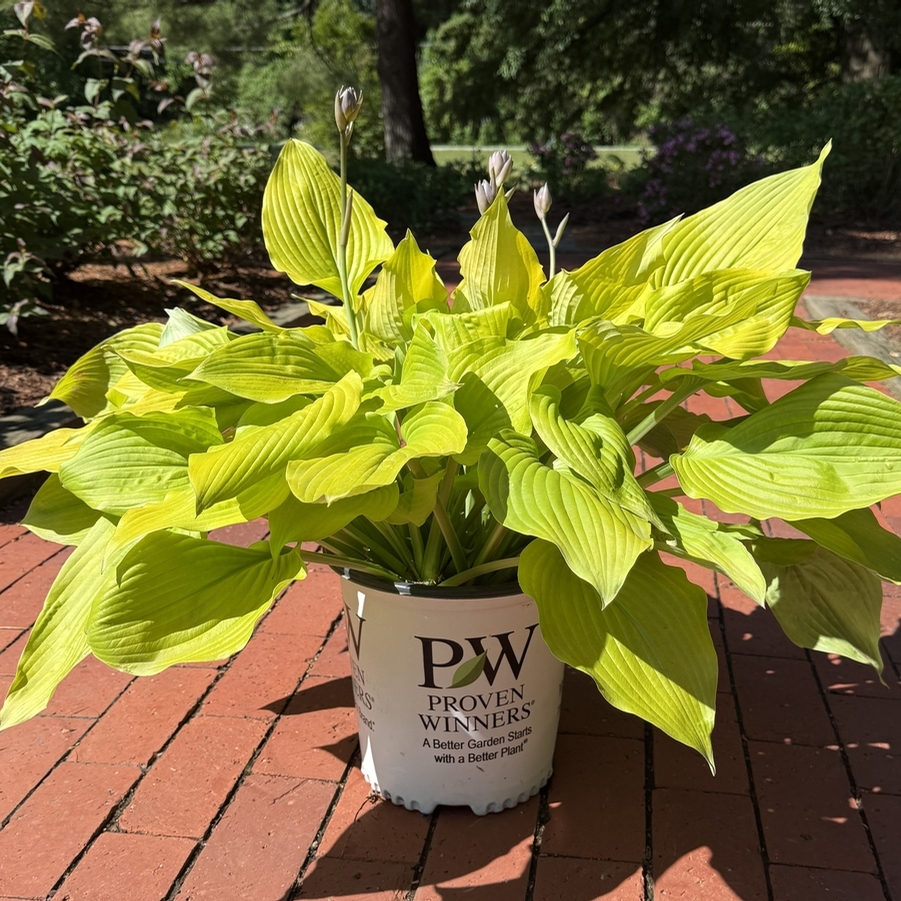 Hosta Shadowland® Coast to Coast