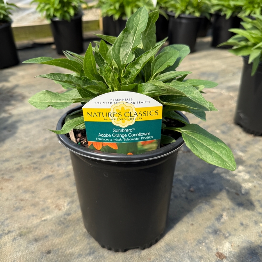 Echinacea x hybrida Sombrero® Adobe Orange
