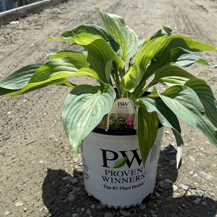 Hosta Shadowland® Empress Wu