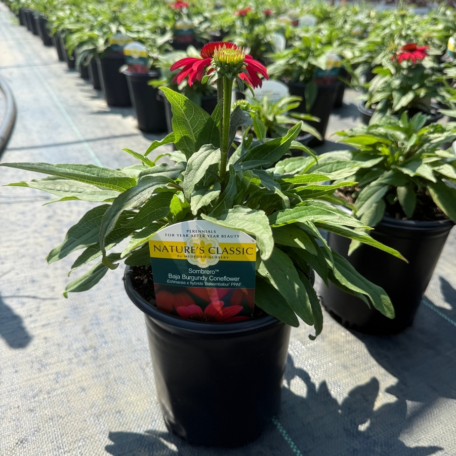Echinacea x hybrida Sombrero® Baja Burgundy