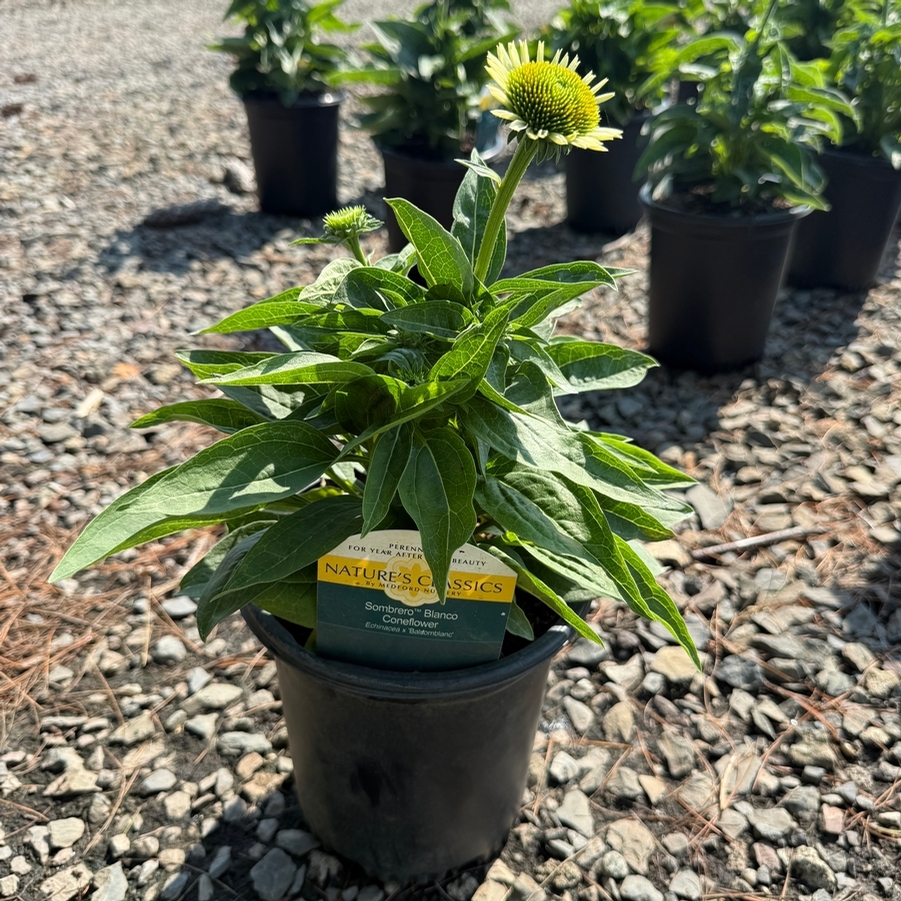 Echinacea x hybrida Sombrero® Blanco