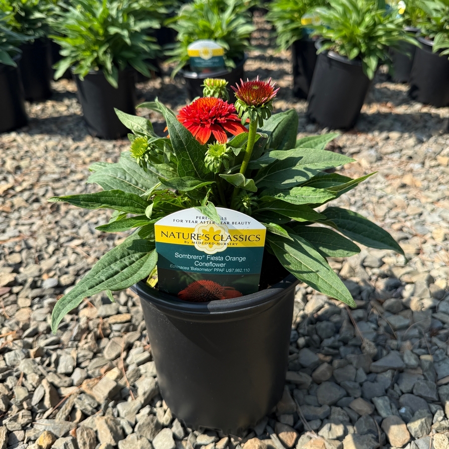 Echinacea x hybrida Sombrero® Fiesta Orange