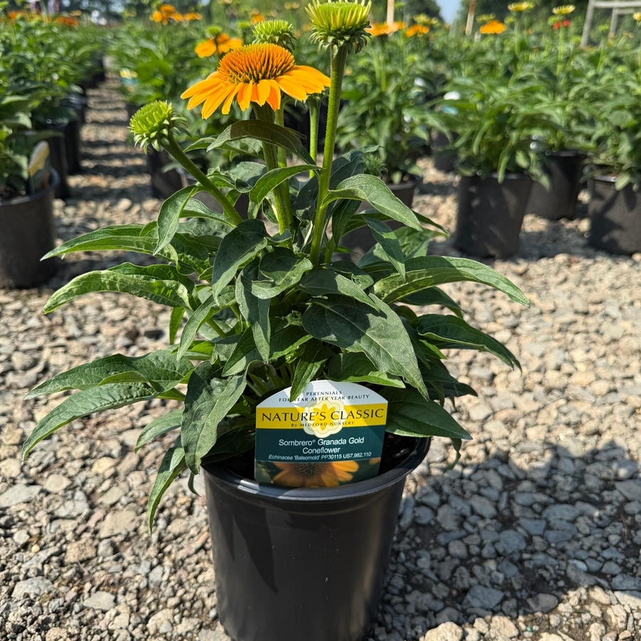 Echinacea x hybrida Sombrero® Granada Gold