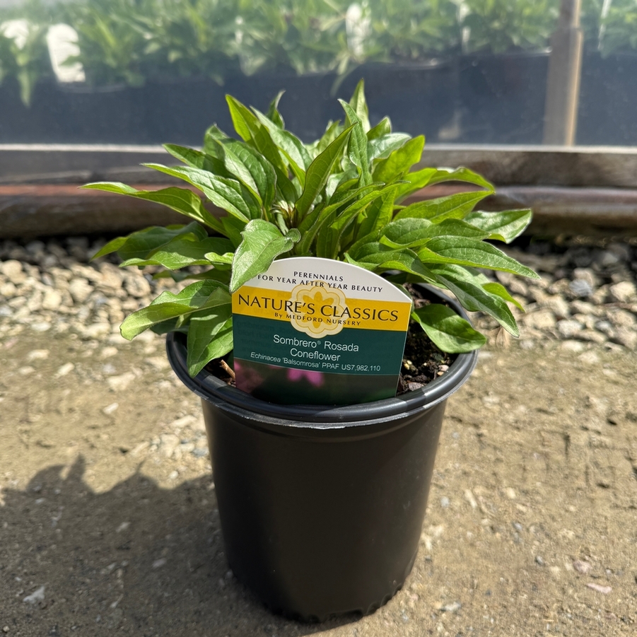 Echinacea x hybrida Sombrero® Rosada
