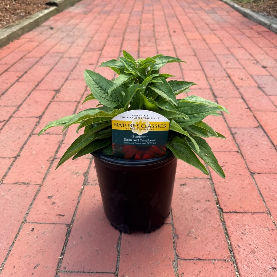 Echinacea x hybrida Sombrero® Salsa Red