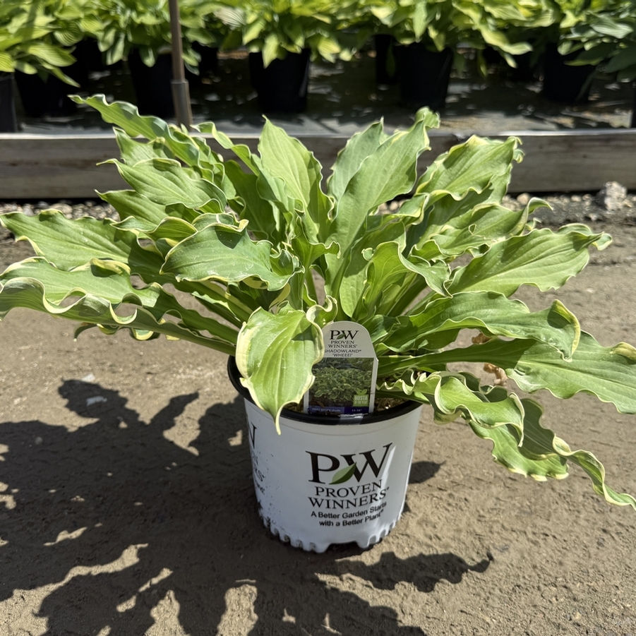Hosta Shadowland® Wheee