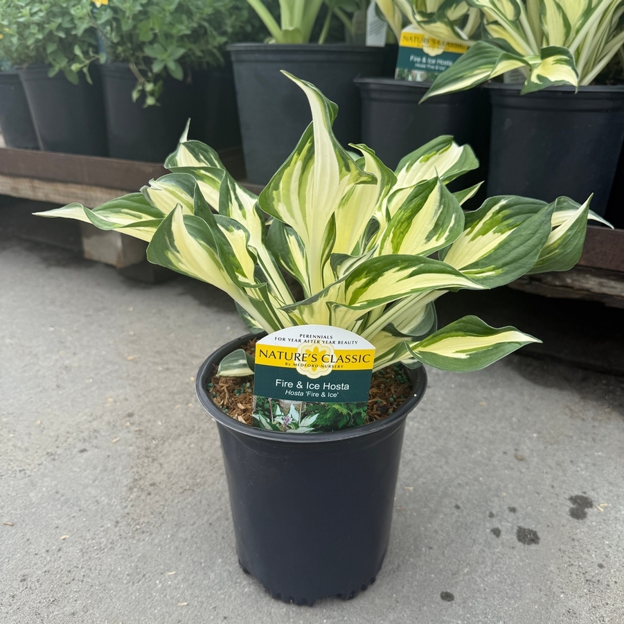 Hosta fortunei Fire and Ice