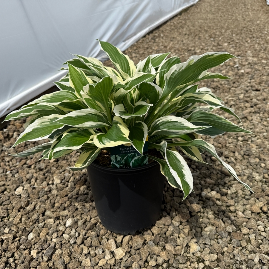 Hosta fortunei Patriot