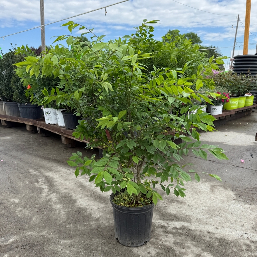 Euonymus alatus Compacta
