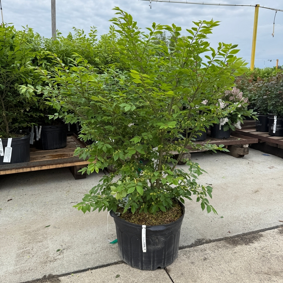 Euonymus alatus Compacta