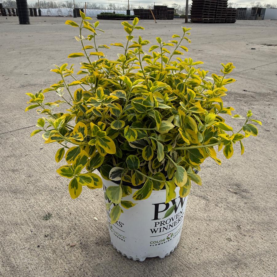 Euonymus fortunei Gold Splash®