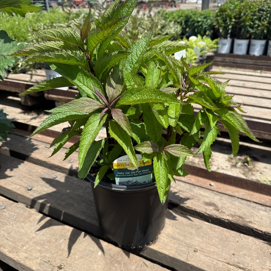 Eupatorium dubium Baby Joe PP20320