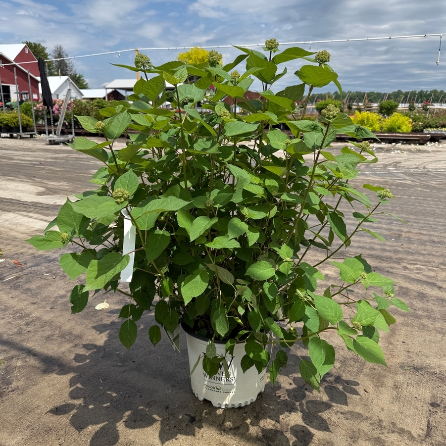Hydrangea arborescens Invincibelle Sublime® PP34418