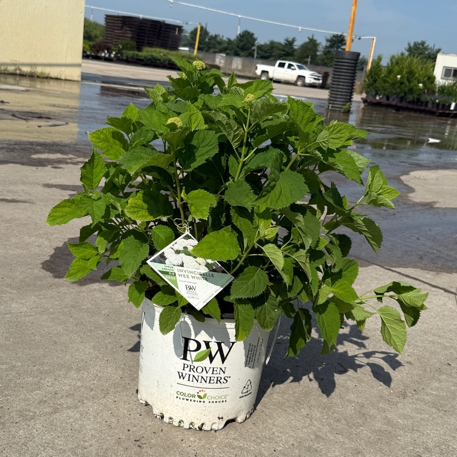 Hydrangea arborescens Invincibelle Wee White® PP30296