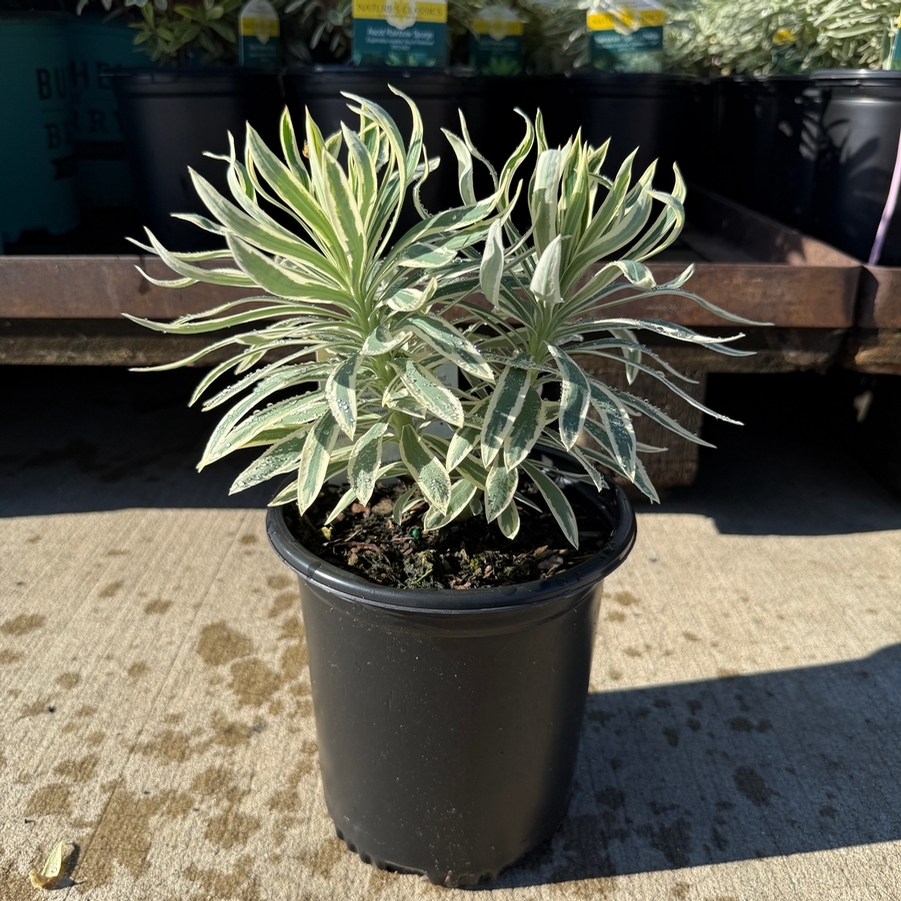 Euphorbia Tasmanian Tiger