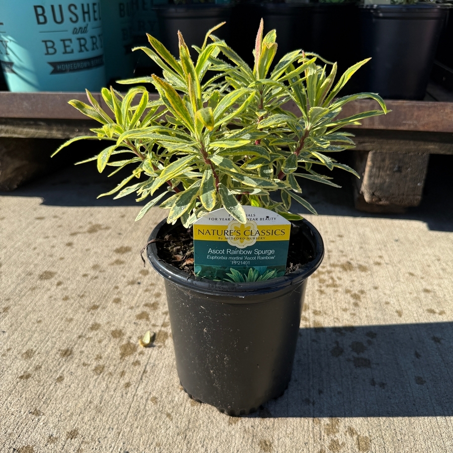 Euphorbia martinii Ascot Rainbow