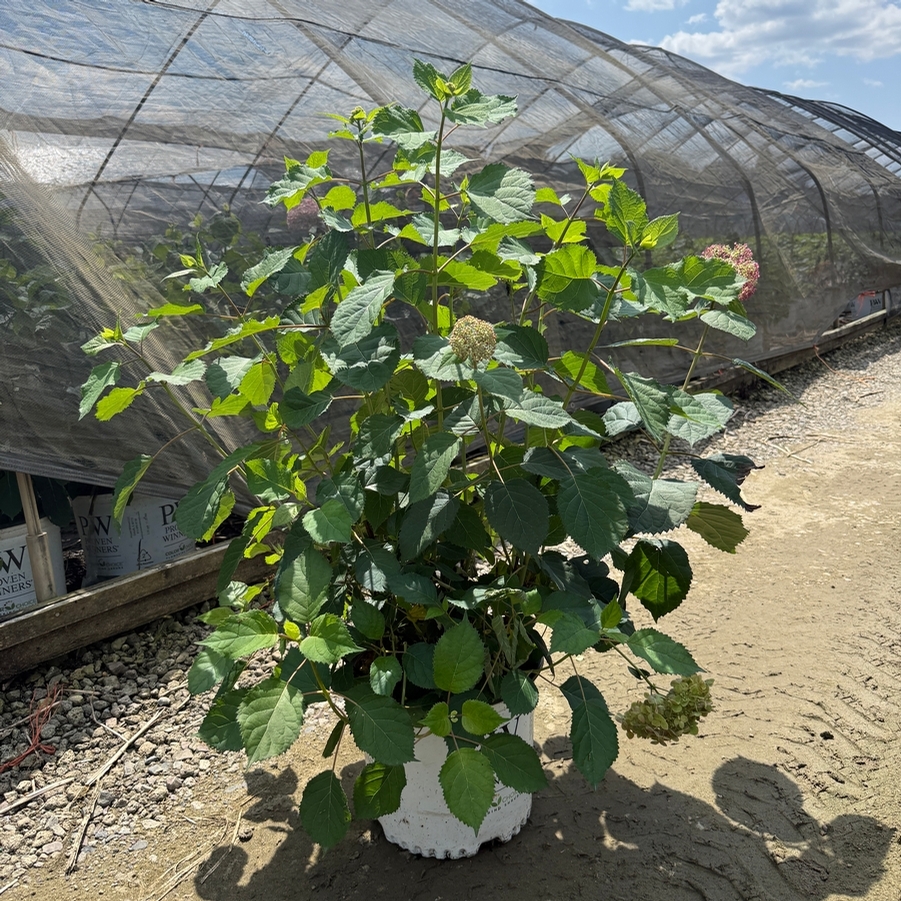 Hydrangea arborescens Invincibelle® Spirit II PP28316