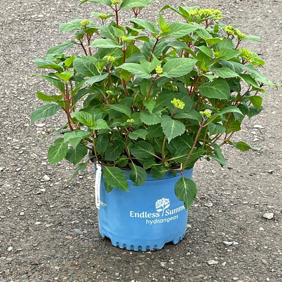 Hydrangea macrophylla BloomStruck®