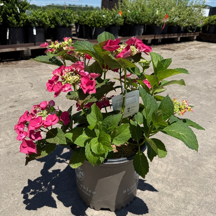 Hydrangea macrophylla Cherry Explosion™ (Mckay) PP28757