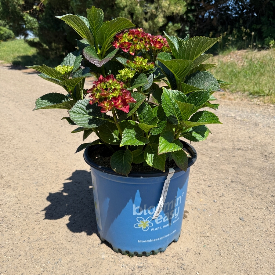 Hydrangea macrophylla Cherry-Go-Round® PP34379