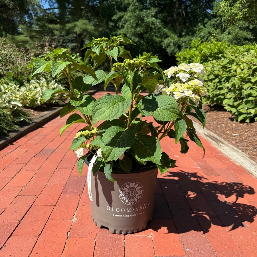 Hydrangea macrophylla Double Delights™ Wedding Gown PP21052