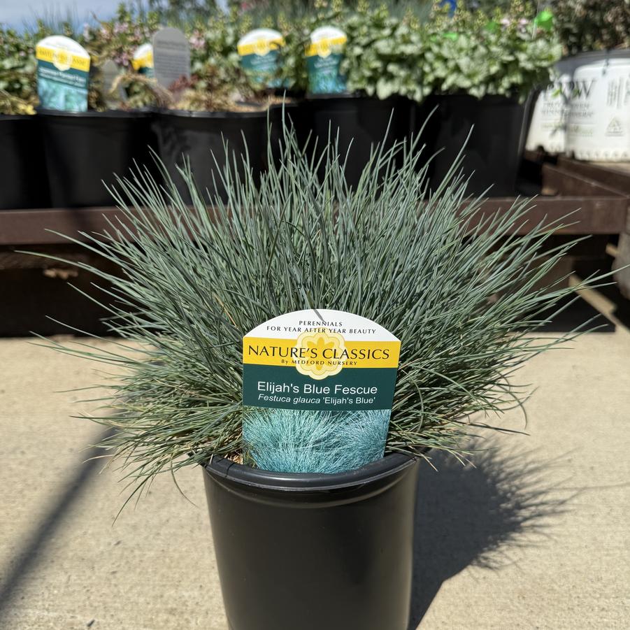 Festuca glauca Elijah Blue